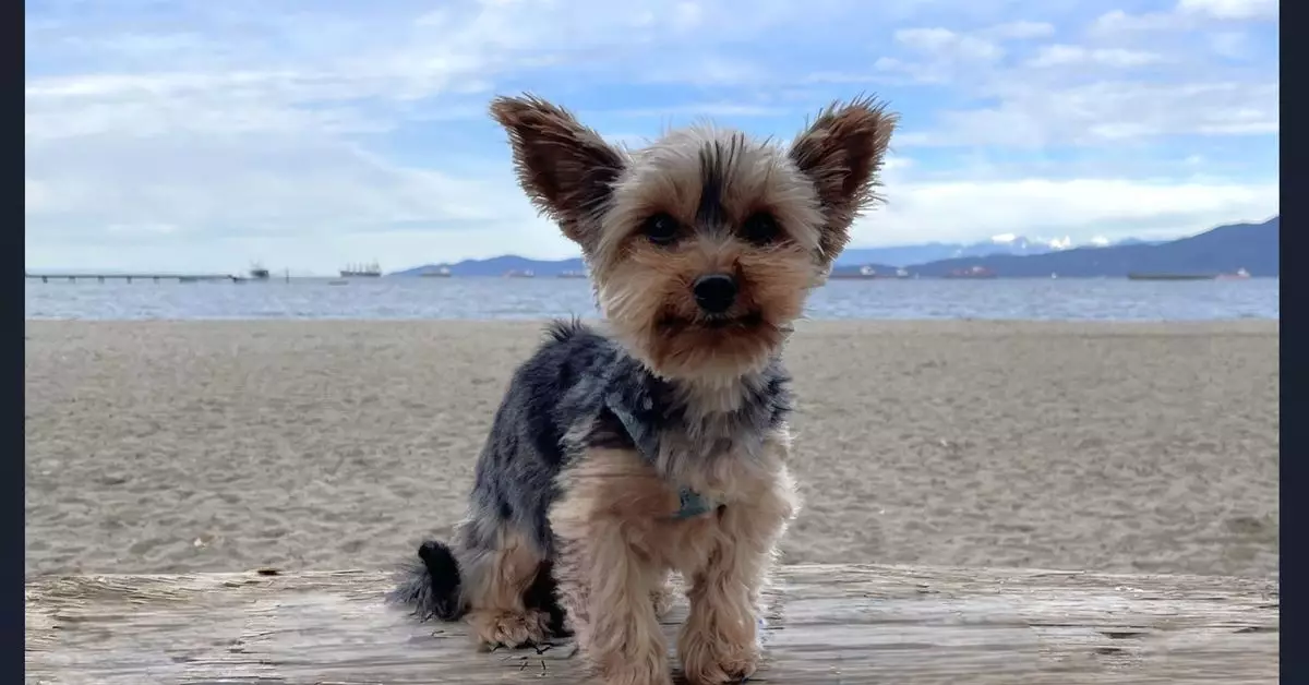 Microsoft Introduces Generative Erase Feature for Windows PCs