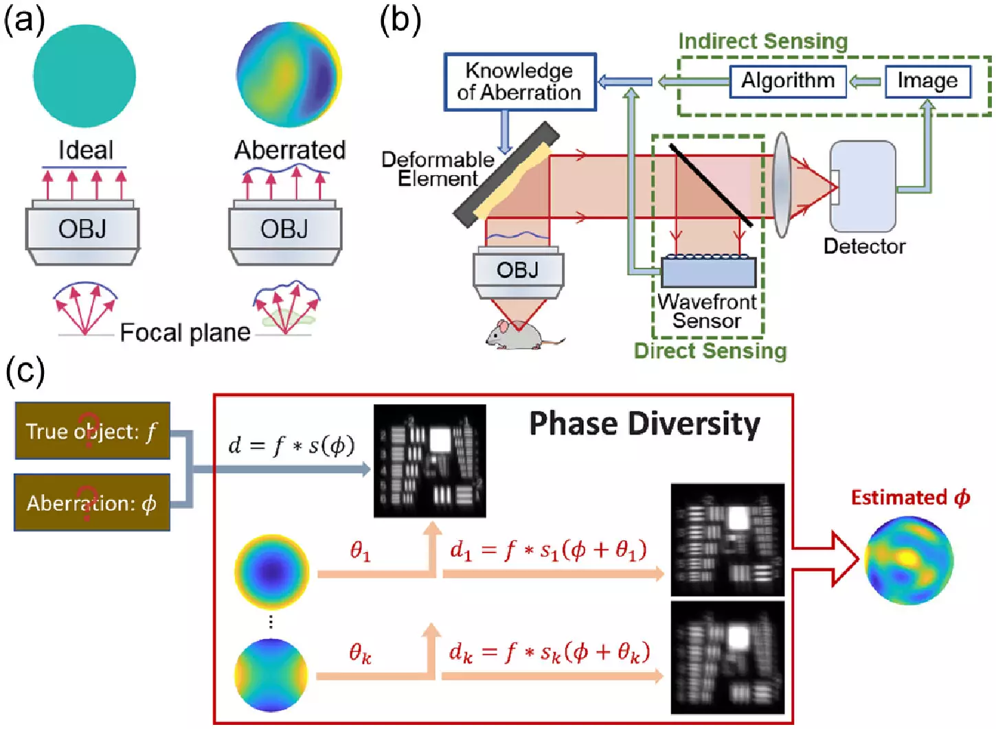 The Future of Microscopy: Advancements in Adaptive Optics