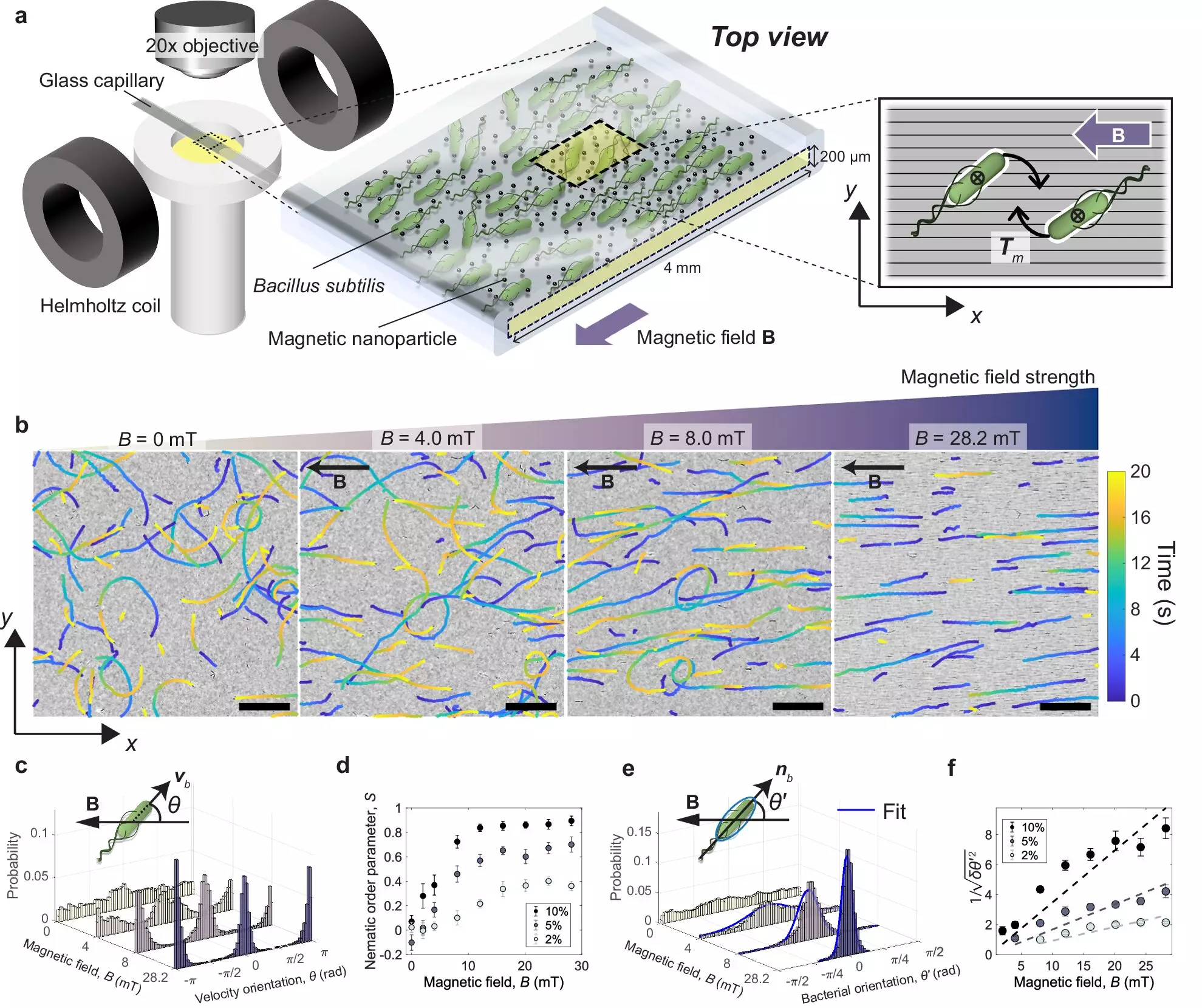 The Magnificent Dance of Bacteria: A Magnetic Control Breakthrough