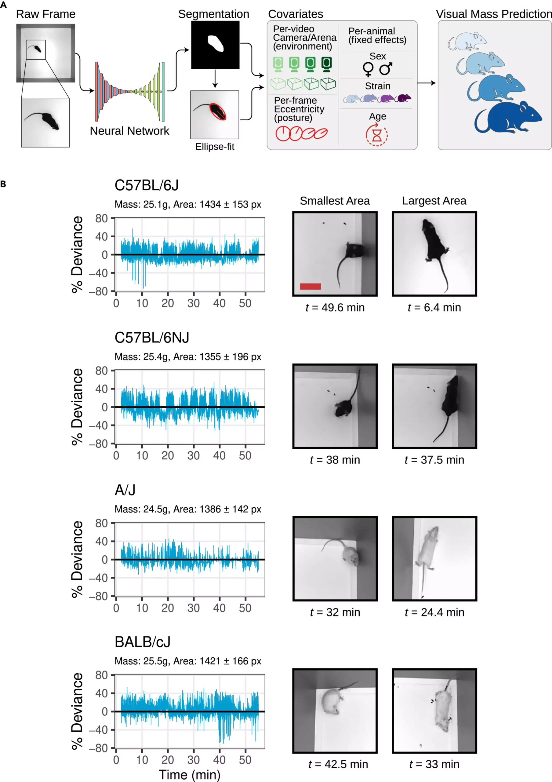 Improving Biomedical Research Through Non-Intrusive Mouse Body Mass Measurement