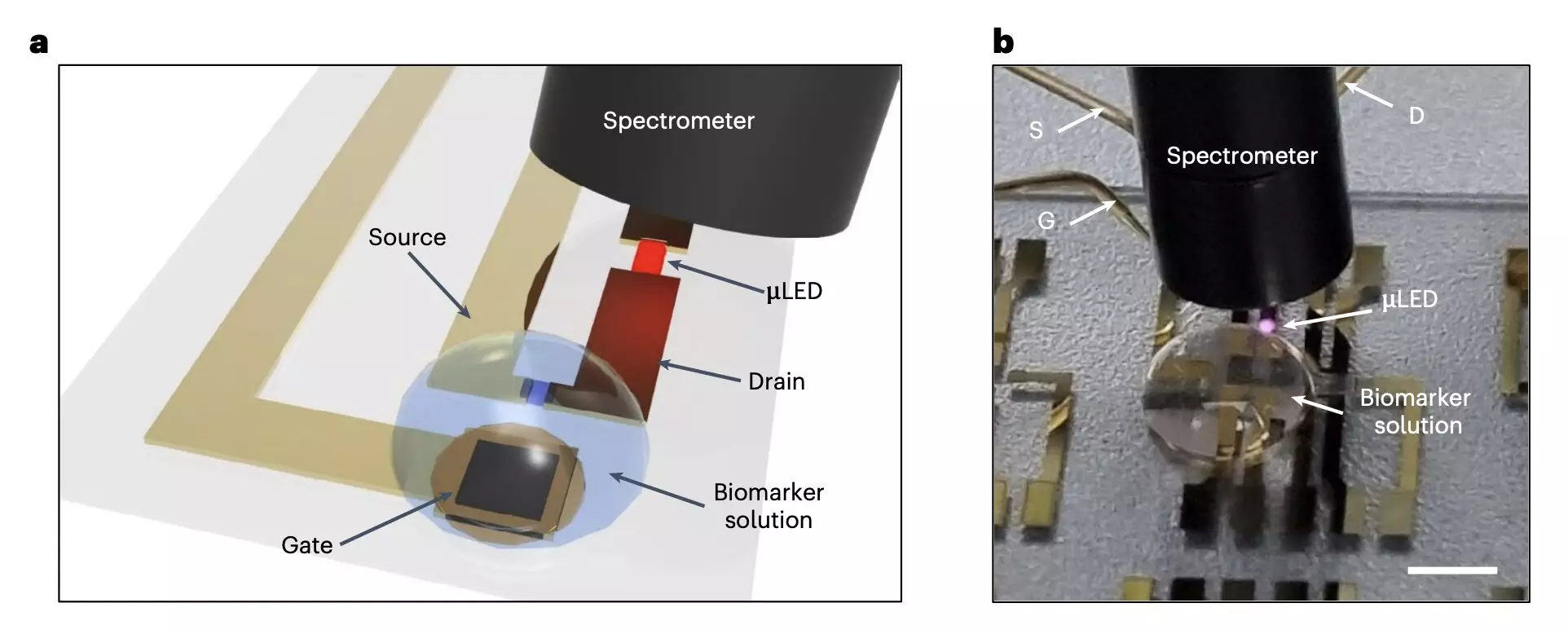 Advancements in Wearable Biomonitoring: Uniting Organic and Inorganic Technologies