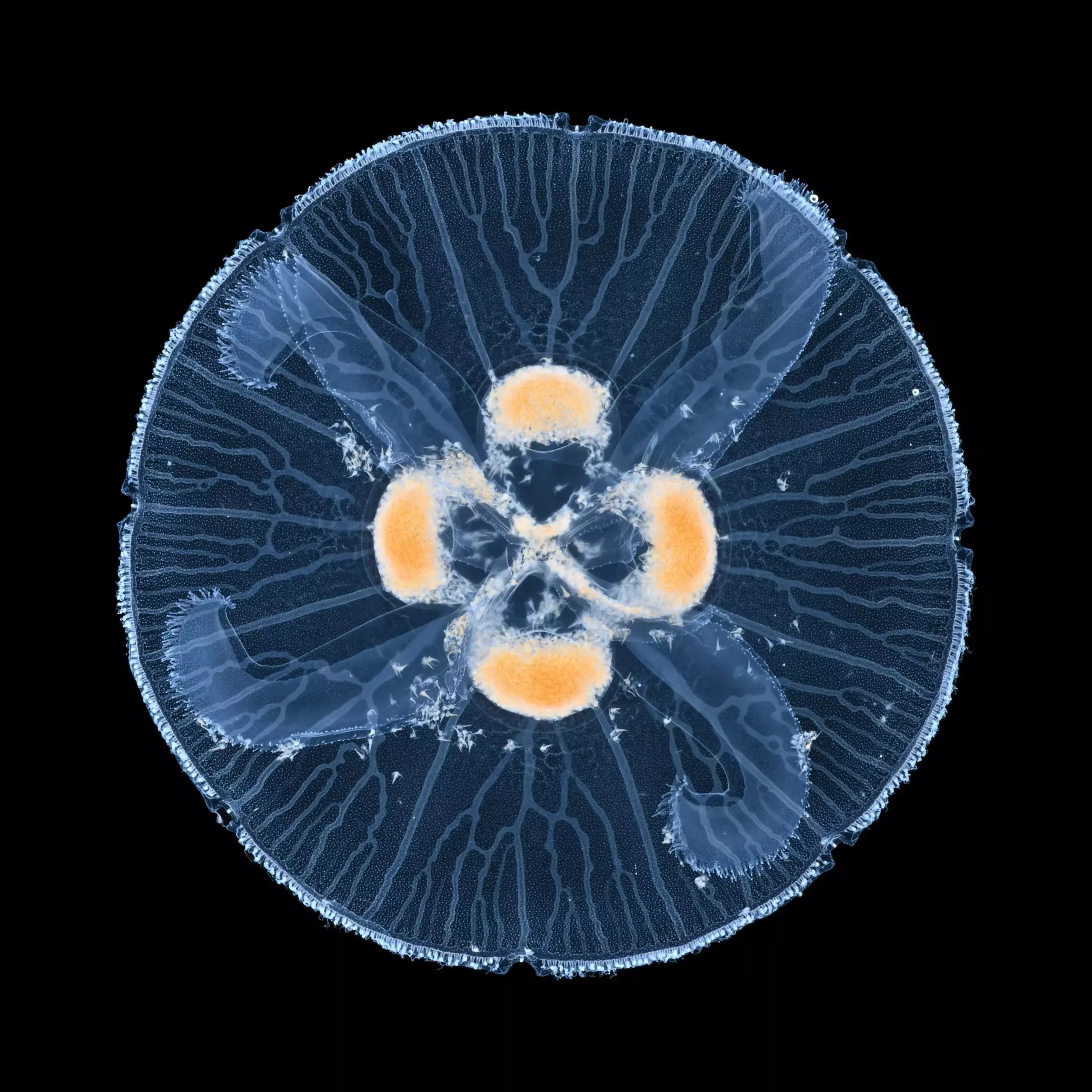 Formation des boucles dans les réseaux de transport : Une découverte en biologie et en physique